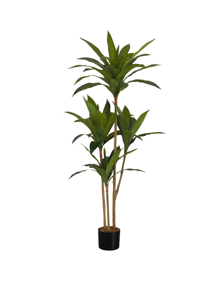 Image sur Dracaena 51 po