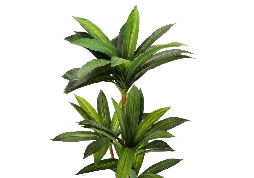 Image sur Dracaena 51 po