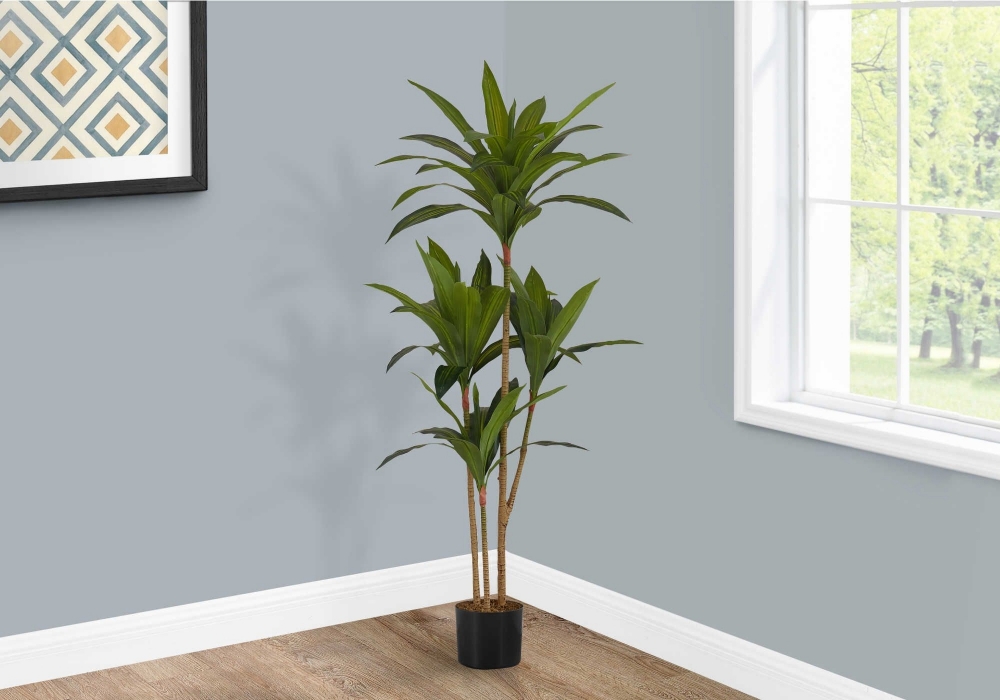 Image sur Dracaena 51 po