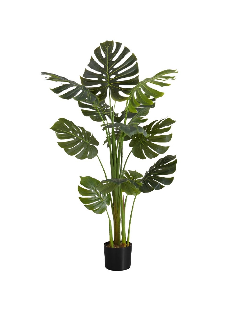 Image sur Monstera 55 po