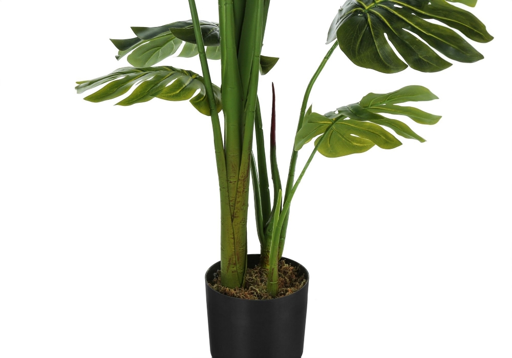 Image sur Monstera 55 po