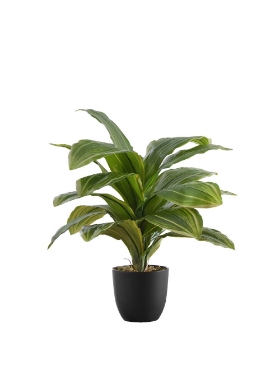 Image de Dracaena 17 po