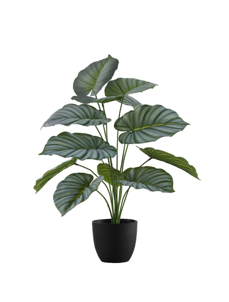 Image sur Calathea 24 po