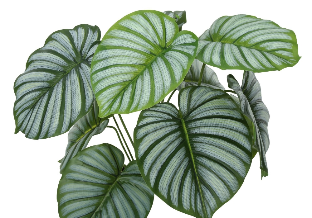 Picture of 24 Inch Artificial Calathea Plant