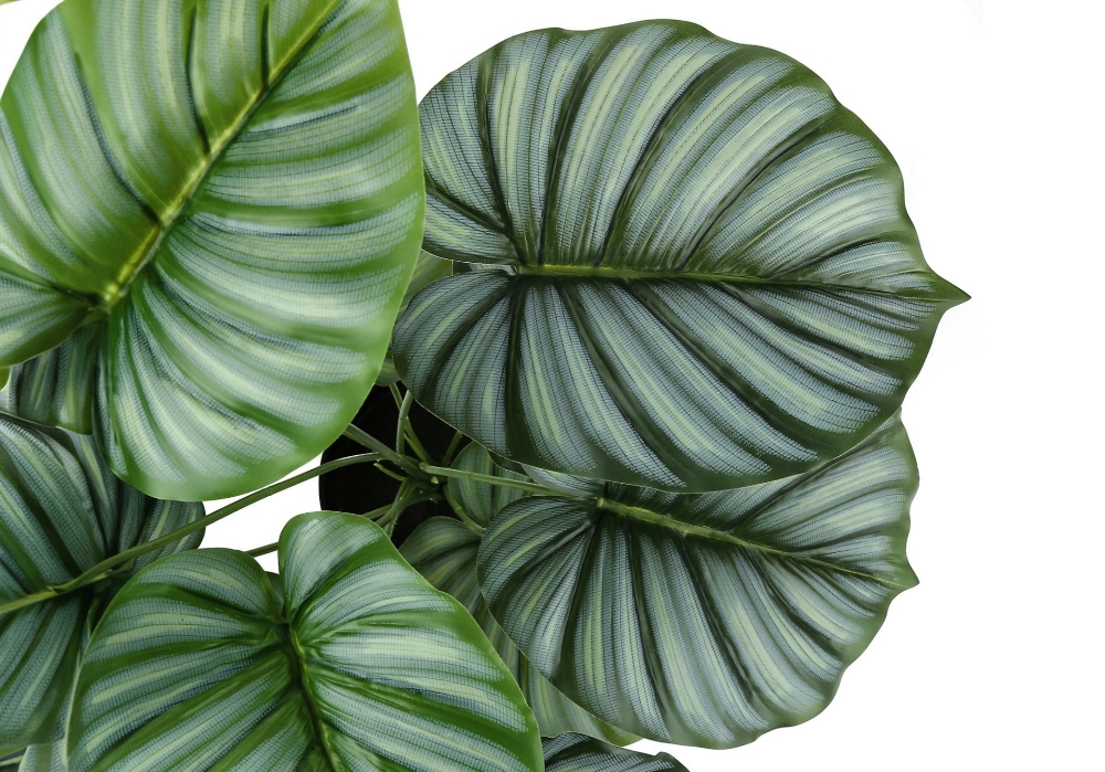 Picture of 24 Inch Artificial Calathea Plant