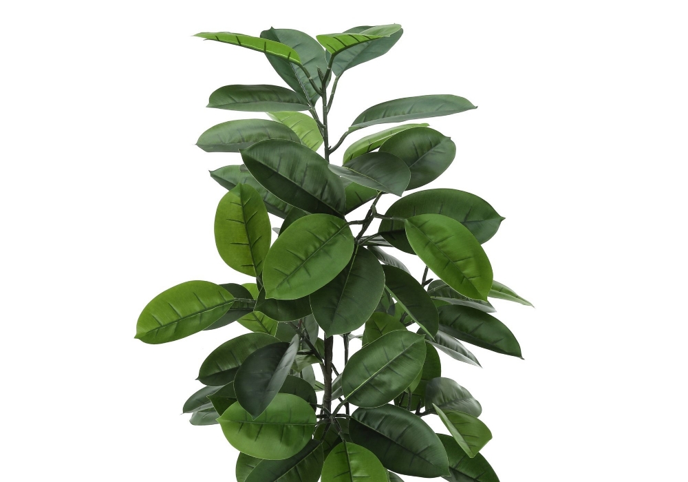 Picture of 52 Inch Artificial Hevea Plant